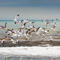 Buy canvas prints of Gulls in Flight by David Hare