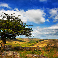 Buy canvas prints of Dartmoor Tree by David Hare