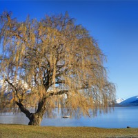 Buy canvas prints of Lakeside tree by David Hare