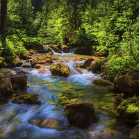 Buy canvas prints of A forest stream. by David Hare