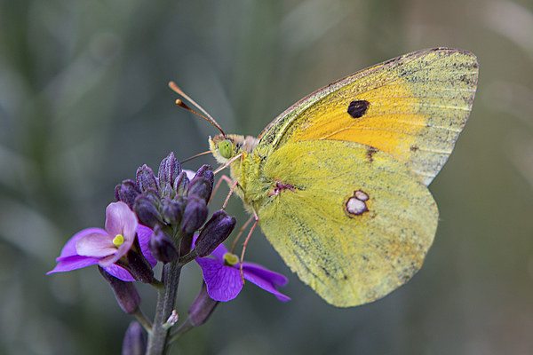 Papillon Picture Board by David Hare