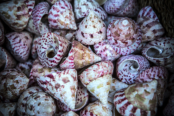 Sea Shells Picture Board by David Hare