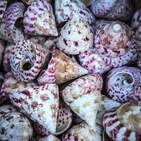 Buy canvas prints of Sea Shells by David Hare