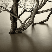 Buy canvas prints of Flooded trees by David Hare