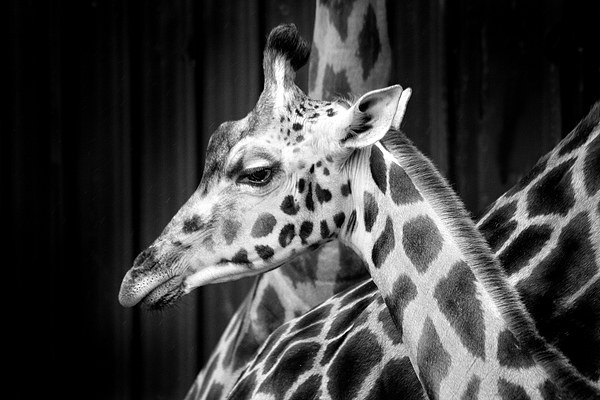 Giraffe Picture Board by David Hare