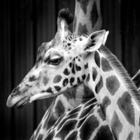 Buy canvas prints of Giraffe by David Hare