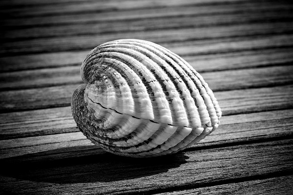 Sea shell on wood Picture Board by David Hare