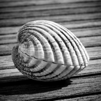 Buy canvas prints of Sea shell on wood by David Hare