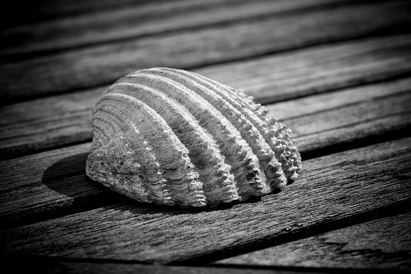 Half a sea shell on wood Picture Board by David Hare