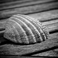 Buy canvas prints of Half a sea shell on wood by David Hare