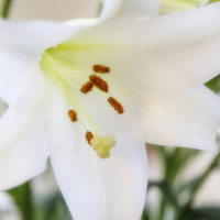 Buy canvas prints of White Lily by David Hare