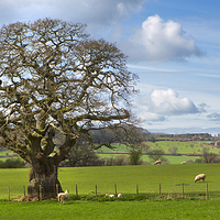 Buy canvas prints of Peak District Tree by David Hare