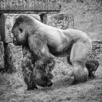Buy canvas prints of Silverback by David Hare
