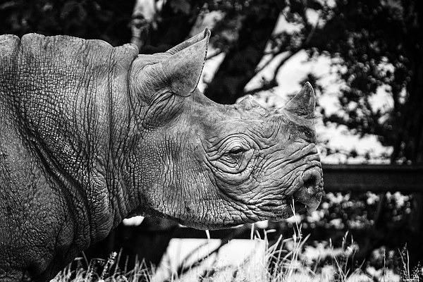 Rhino Picture Board by David Hare