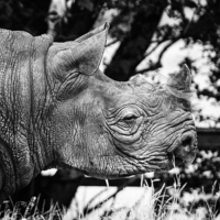 Buy canvas prints of Rhino by David Hare