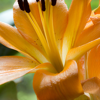 Buy canvas prints of Orange Lily by David Hare