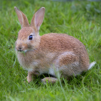 Buy canvas prints of Bunny by David Hare