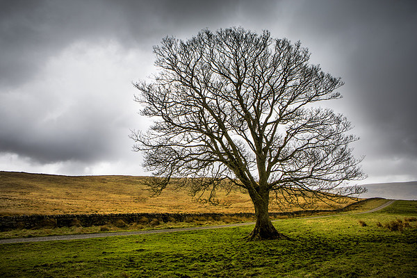  Single tree in stormy weather Picture Board by David Hare