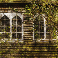 Buy canvas prints of  Overgrown windows by David Hare