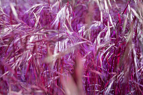  Purple Grain Picture Board by David Hare