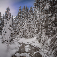Buy canvas prints of  Snow laden trees. by David Hare