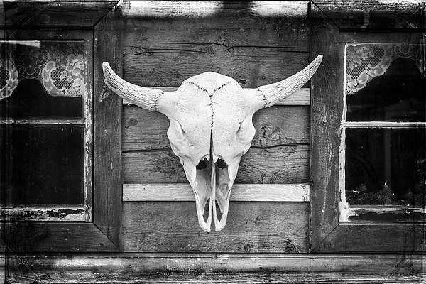  Buffalo Skull  Picture Board by David Hare