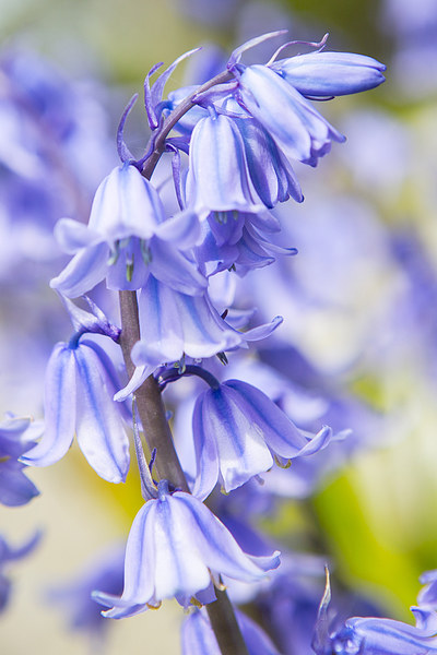  Bluebells Picture Board by David Hare