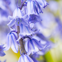 Buy canvas prints of  Bluebells by David Hare