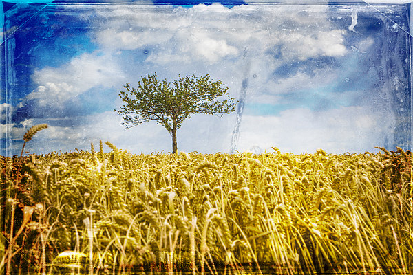  Single tree in a wheat field Picture Board by David Hare