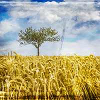 Buy canvas prints of  Single tree in a wheat field by David Hare