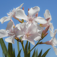 Buy canvas prints of  Soft White Blooms by David Hare