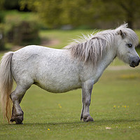 Buy canvas prints of Miniature Horse by David Hare