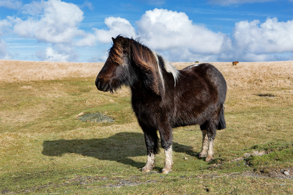 Dartmoor Pony Picture Board by David Hare