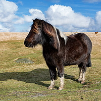 Buy canvas prints of Dartmoor Pony by David Hare