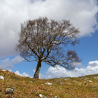 Buy canvas prints of A single tree, Dumfries and Galloway by David Hare