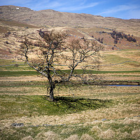Buy canvas prints of Moorland Tree by David Hare