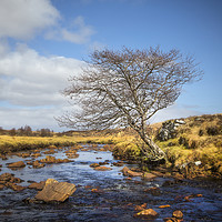 Buy canvas prints of Riverside Tree by David Hare