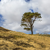 Buy canvas prints of Highland Tree by David Hare