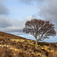 Buy canvas prints of Hillside tree by David Hare