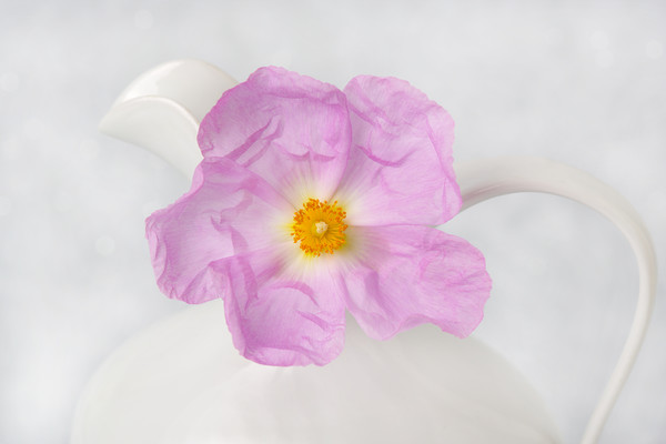 Purple Bloom Picture Board by David Hare