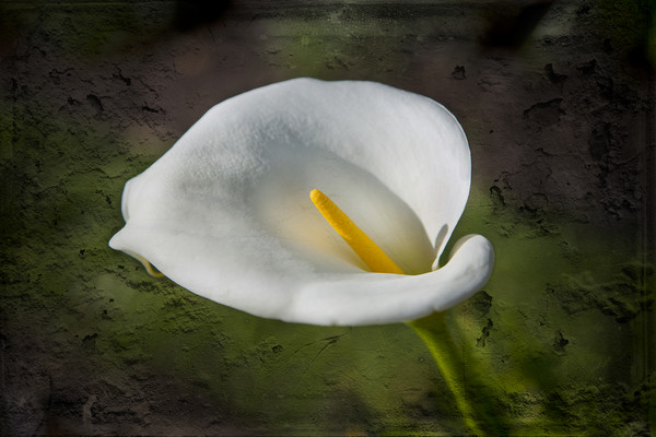 White Lily Picture Board by David Hare