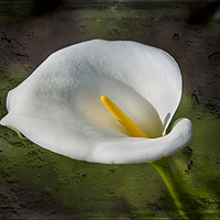 Buy canvas prints of White Lily by David Hare