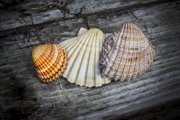 Sea Shells on Wood Picture Board by David Hare