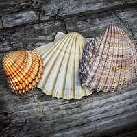 Buy canvas prints of Sea Shells on Wood by David Hare