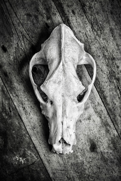 Skull on Wood Picture Board by David Hare