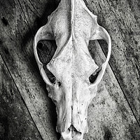 Buy canvas prints of Skull on Wood by David Hare