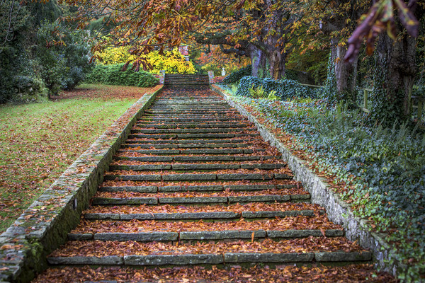 Autumnal Stairs Picture Board by David Hare