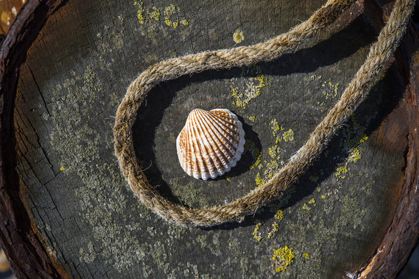 Shell and Rope Picture Board by David Hare