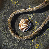 Buy canvas prints of Shell and Rope by David Hare