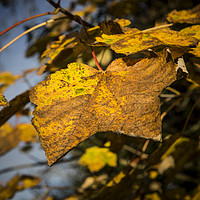 Buy canvas prints of Autumn Leaves by David Hare